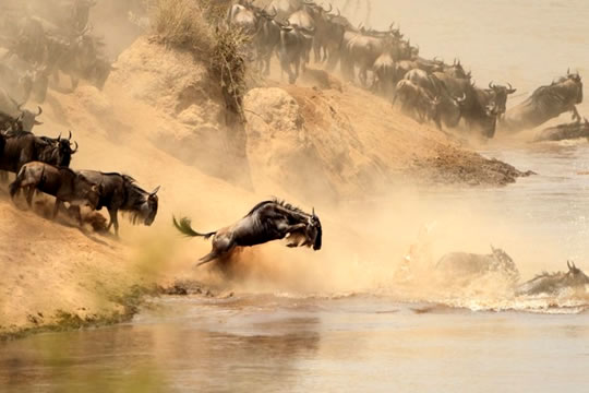 Masai Mara National Reserve